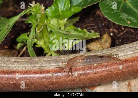 Gewächshaus-Schnecke (Ambigolimax valentianus) kriecht auf dem Rand eines Blumentopfes mit Lobelia-Pflanzen auf einer Gartenterrasse, Wiltshire, Großbritannien, Oktober. Stockfoto