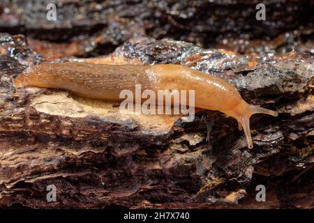 Gewächshaus-Schnecke (Ambigolimax valentianus), die nachts in einem Garten über einem alten Baumstamm kriecht, Wiltshire, Großbritannien, Oktober. Stockfoto