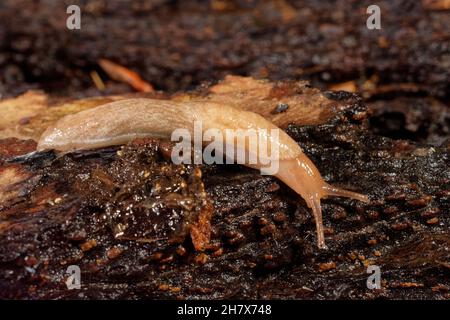 Netzschnecke / Graufeldschnecke (Deroceras reticulatum) kriecht nachts in einem Garten über einen alten Baumstamm, Wiltshire, Großbritannien, Oktober. Stockfoto