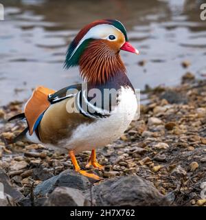 Wilder Mandarinenentel (Aix galericulata), Drake Stockfoto