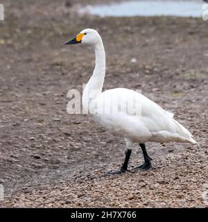 Bewick ´s Schwan (Cygnus Columbianus Bewickii) Stockfoto