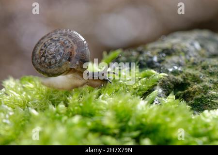 Erdbeerschnecke (Trochulus striolatus) kriecht nachts über einen moosigen Felsbrocken in einem Garten, Wiltshire, Großbritannien, Oktober. Stockfoto