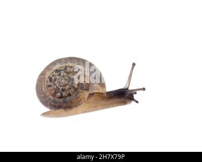 Erdbeerschnecke (Trochulus striolatus) kriecht vor weißem Hintergrund, Wiltshire, Großbritannien, Oktober. Stockfoto