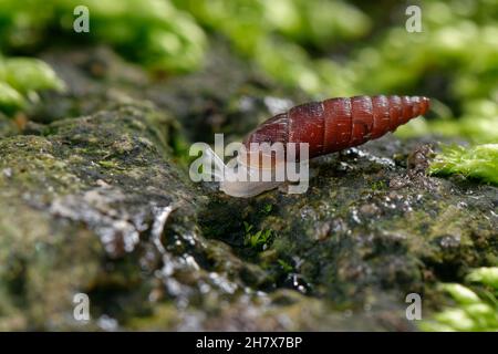 Zweizahnige Türüberschnecke (Clausilia bidentata), die in einem Garten über einen moosbedeckten Felsblock kriecht, Wiltshire, Großbritannien, Oktober. Stockfoto