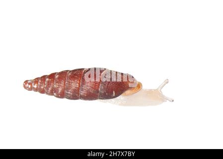 Zweizahnige Türücherschnecke (Clausilia bidentata) kriecht vor weißem Hintergrund, Wiltshire, Großbritannien, Oktober. Stockfoto