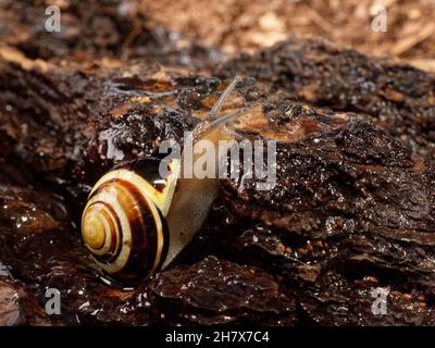 Weißlippschnecke (Cepaea hortensis), die nachts in einem Garten über einem alten Baumstamm kriecht, Wiltshire, Großbritannien, Oktober. Stockfoto