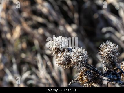 Nahaufnahme des weißen Frosts einer welkenden Klettenpflanze, die an einem kalten Novembermorgen auf einem Feld wächst und einen verschwommenen Hintergrund hat. Stockfoto