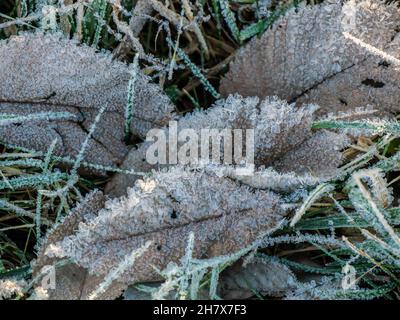 Nahaufnahme von weißen Frostkristallen, die sich auf einigen alten gefallenen Baumblättern bilden, die an einem kalten Novembermorgen im Gras liegen. Stockfoto