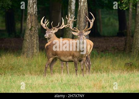 Rothirsch, Cervus elaphus Stockfoto
