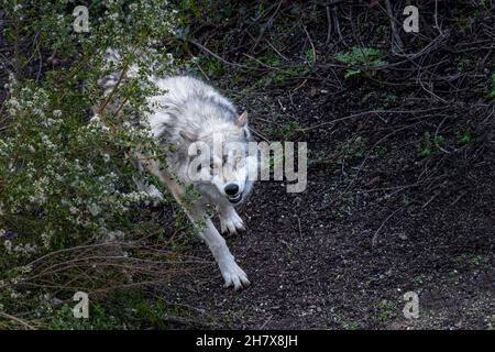 Grauer Wolf (Canis lupus), der im Grasfeld läuft. Stockfoto