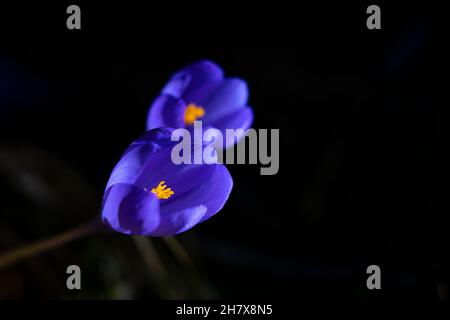 Herbstcrocus Crocus nudiflorus, fotografiert im Oktober in den Pyrenäen, Katalonien, Spanien. Stockfoto