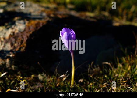 Herbstcrocus Crocus nudiflorus, fotografiert im Oktober in den Pyrenäen, Katalonien, Spanien. Stockfoto