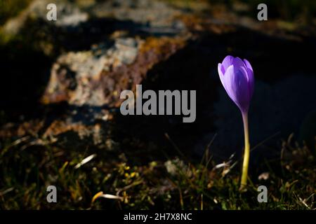Herbstcrocus Crocus nudiflorus, fotografiert im Oktober in den Pyrenäen, Katalonien, Spanien. Stockfoto