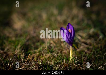 Herbstcrocus Crocus nudiflorus, fotografiert im Oktober in den Pyrenäen, Katalonien, Spanien. Stockfoto