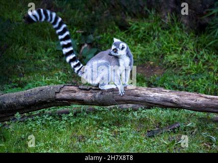 Grauer, schwarzer und weißer Ringlimur (Lemur catta), der auf einem Baumstamm sitzt und seinen Schwanz in die Luft schwenkt. Stockfoto