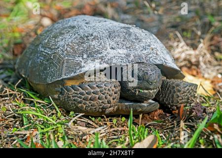 Gopher-Schildkröte (Gopherus polyphemus) im Ocala National Forest, Marion County, Florida, USA / USA Stockfoto