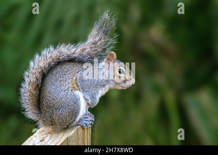Östliches graues Eichhörnchen / graues Eichhörnchen (Sciurus carolinensis), Baumhörnchen aus dem östlichen Nordamerika Stockfoto
