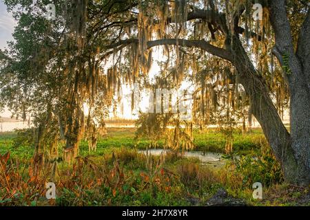 Südlicher lebender Eichenbaum (Quercus virginiana) mit spanischem Moos bei Sonnenaufgang entlang des Orange Lake bei McIntosh, Marion County, Florida, USA / USA Stockfoto