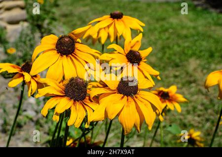 Leuchtend gelbe Blüten von Rudbeckia, allgemein bekannt als Kegelblumen oder schwarze Augen susans, in einem sonnigen Sommergarten, schöne Outdoor-Blumenhintergrund Stockfoto