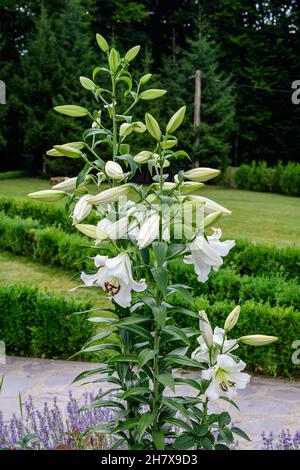 Gruppe von vielen großen weißen Blüten und Knospen von Lilium oder Lilie Pflanze in einem britischen Cottage-Stil Garten an einem sonnigen Sommertag, schöne Outdoor-Blumen b Stockfoto