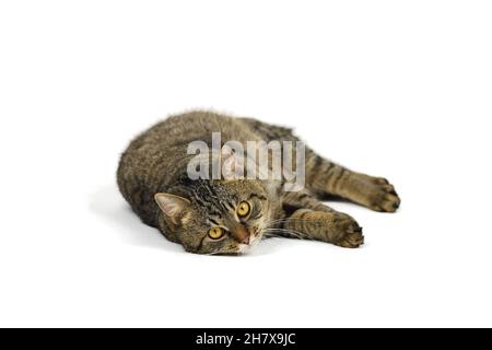 Liegende Katze auf weißem Hintergrund, Portraitfoto Stockfoto