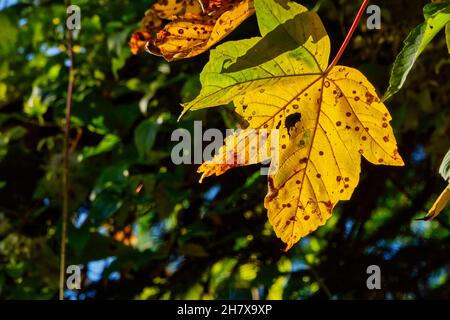 Nahaufnahme eines gelben Ahornblatts in den hellen Strahlen der Herbstsonne Stockfoto