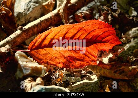 Nahaufnahme eines roten Blattes in den hellen Strahlen der Herbstsonne Stockfoto