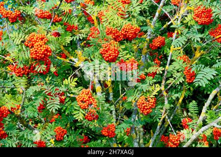 Rowan oder Bergasche (sorbus aucuparia), Nahaufnahme eines Baumes, der stark mit den bekannten roten Beeren beladen ist, die im Herbst produziert werden. Stockfoto