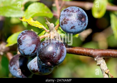 Schlehe oder Schwarzthorn (prunus spinosa), Nahaufnahme einer Gruppe bläulicher Beeren oder Schlehen, die im Spätsommersonnenschein am Busch reifen. Stockfoto