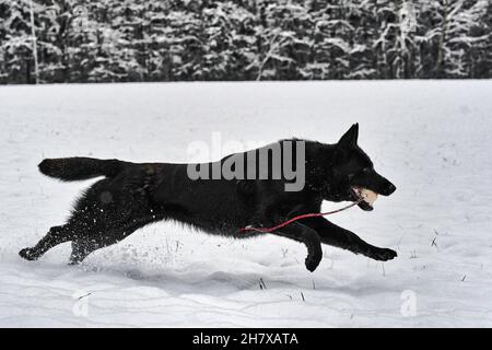 Deutscher Schäferhund, der auf Schnee läuft Stockfoto