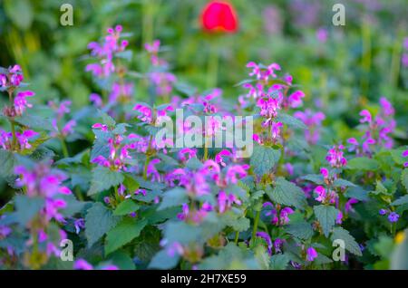 Wunderschöne Pflanzen mit lila Blüten im botanischen Garten, unscharf Stockfoto