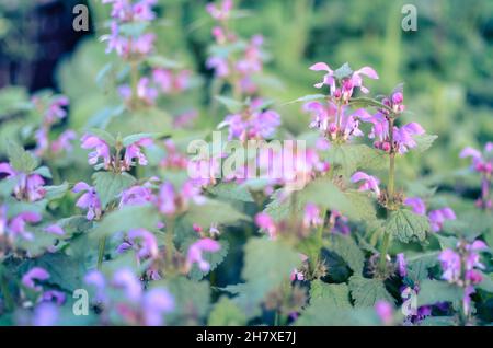 Wunderschöne Pflanzen mit lila Blüten im botanischen Garten, unscharf Stockfoto