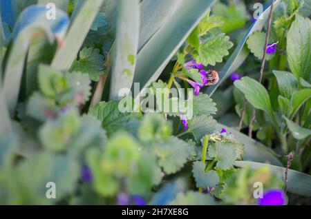 Wunderschöne Pflanzen mit lila Blüten im botanischen Garten, unscharf Stockfoto