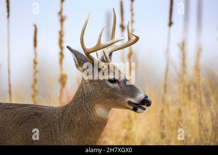 Weißschwanzhirsch während der November-Rut Stockfoto