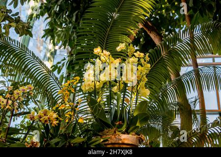 Frühlingsblüte einer Vielzahl von Orchideen. Rosa gelbe weiße lila Orchideen. Schöne florale Hintergrund Stockfoto