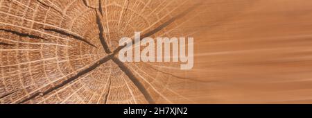 Banner von Holz Textur . Der gefällte Rundbaum ist in Nahaufnahme mit jährlichen radialen Ringen und Rissen aus der Mitte dargestellt. Speicherplatz kopieren. Stockfoto