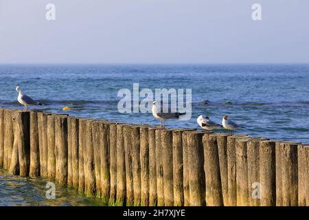 An der Ostseeküste saßen Möwen auf einem hölzernen Wellenbrecher in Kolobrzeg, Polen Stockfoto