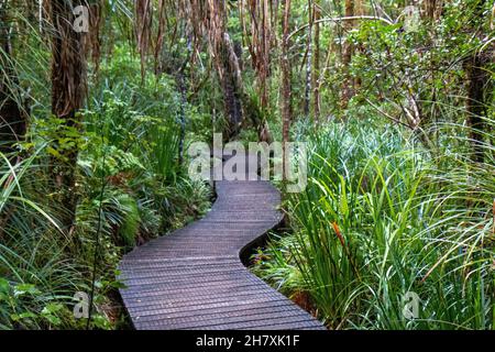 Eine gewundene Promenade im Waipoua Forest, Northland, Neuseeland Stockfoto