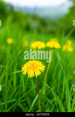 Nahaufnahme Makro von gelben wilden Blumen des Dandelions blühende Textur Detail in grünem üppigen Gras in Sugar Mountain Wandern in Blue Ridge Appalachian Berg Stockfoto