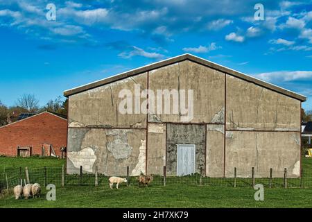 Alte, vernachlässigte Steinscheune mit rissigen, abblätternden Wänden. Ein paar Schafe im Vordergrund. Stockfoto