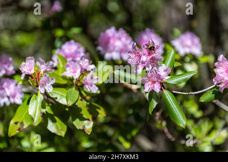 Nahauflaufmakro aus wildrosen Rhododendronblüten mit Hummel, die Pollen auf grünen Laubblättern sammelt, Busch im Gartenpark in Blue Ridge Mo Stockfoto