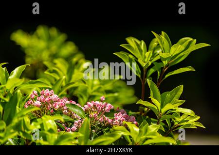 Rosafarbene Lorbeer-Wildblumen farbenfrohe Farben auf dem Busch in den Blue Ridge Mountains, Virginia Sugar Mountain Ski-Resort-Stadt, isoliert mit schwarzem Hintergrund Stockfoto