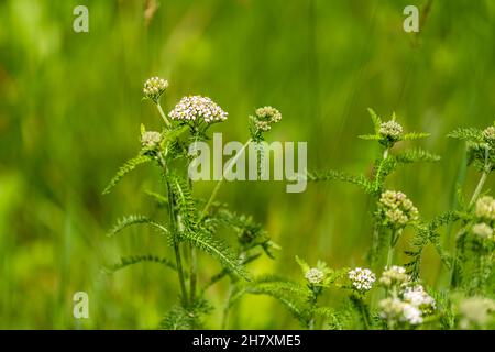 Weiße Schafgarben Wildblumen Makro Nahaufnahme in grünen üppigen Gras Bokeh Hintergrund zeigt Textur der Blätter auf Wanderweg in Sugar Mountain, North Carolin Stockfoto