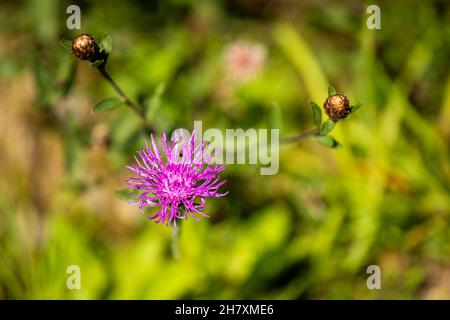 Makro-Nahaufnahme einer rosa lila flauschigen Distelblume mit Bokeh Hintergrund auf Wanderweg in Sugar Mountain, North Carolina Sommer Stockfoto