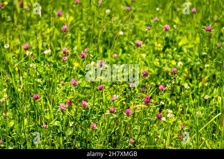 Viele rosa rote Bergklee Wildblumen in grün üppigen Gras Hintergrund zeigt Textur der Blätter auf Wanderweg in Sugar Mountain, Nord Ca Stockfoto