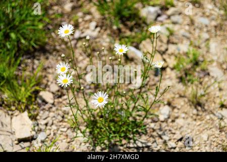 Weiße, gewöhnliche Gänseblümchen-Gruppe von Wildblumen Makro-Nahaufnahme in trockenem Untergrund, die Textur von weißen Blütenblättern auf dem Wanderweg in Sugar Mountai zeigt Stockfoto