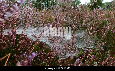Zwischen Sommer und Herbst. Blühendes hellviolettes Heidekraut kombiniert mit Spinnweben, die mit kleinen Wassertröpfchen bedeckt sind Stockfoto