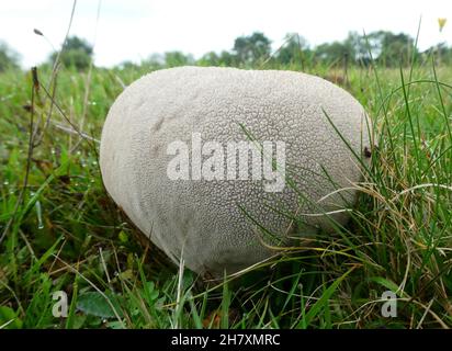 Mosaic Puffball oder Calvatia utriformis ist ein großer Pilz, der auf sandigen, trockenen Graslandschaften wächst. Stockfoto