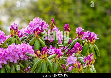 Nahaufnahme von wildrosen, leuchtend bunten Rhododendronblüten mit grünen Laubblättern auf einem Busch im Gartenpark in Sugar Mountain am Blue Ridge Stockfoto