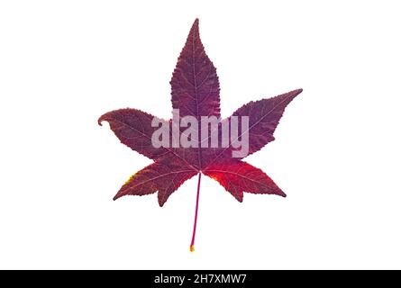 Rotes amerikanisches Süßgummiblatt, isoliert auf weißem Hintergrund Stockfoto